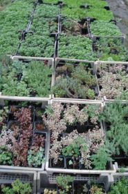 Gartenbaubetrieb Rödder 08.jpg