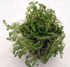 Sedum Steingarten 05.jpg