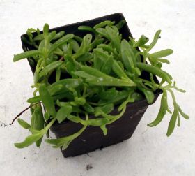 Sedum Steingarten 06.jpg