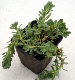 Sedum Steingarten 07.jpg