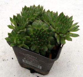 Sedum Steingarten 08.jpg