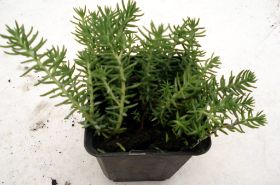 Sedum Steingarten 09.jpg