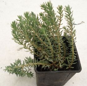 Sedum Steingarten 10.jpg