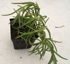 Sedum Steingarten 11.jpg
