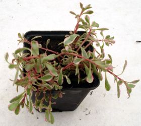 Sedum Steingarten 12.jpg