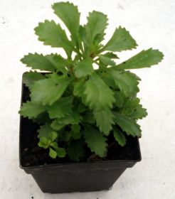 Sedum Steingarten 13.jpg